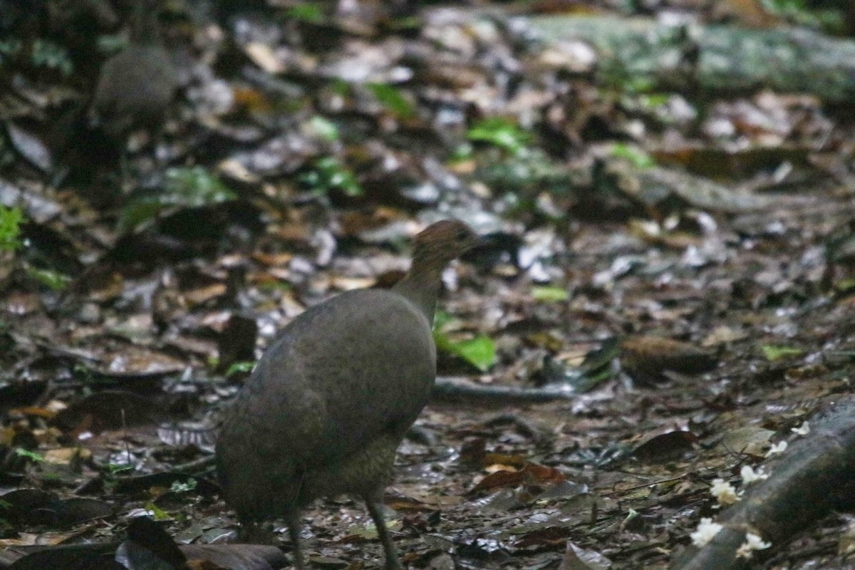 Great Tinamou - ML284379331