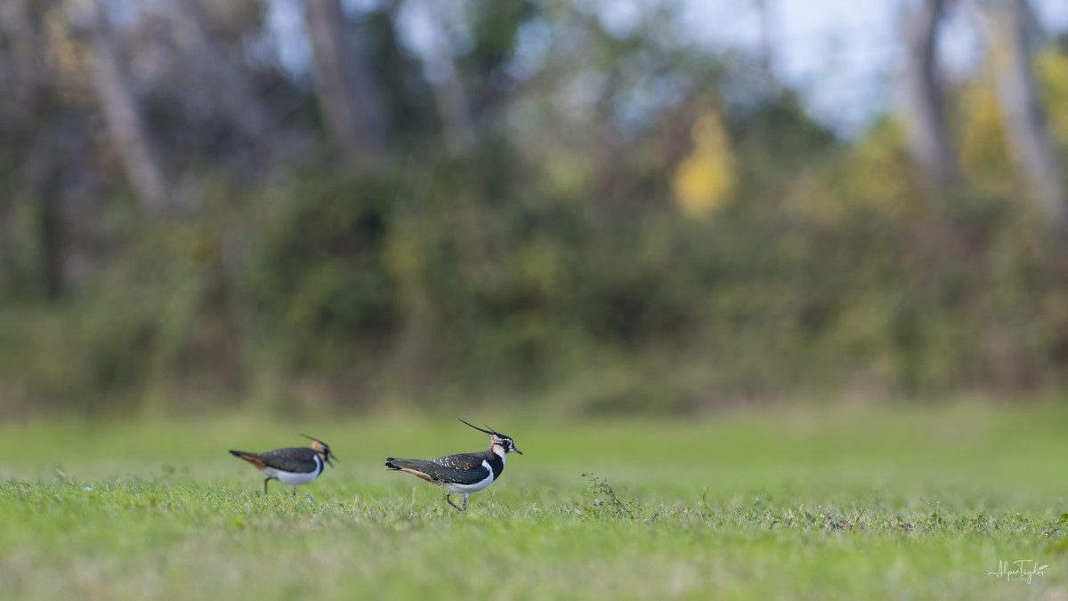 Northern Lapwing - ML284379371