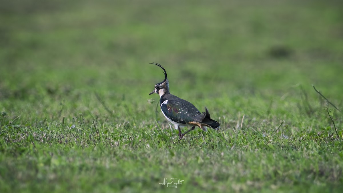 Northern Lapwing - Alper Tüydeş