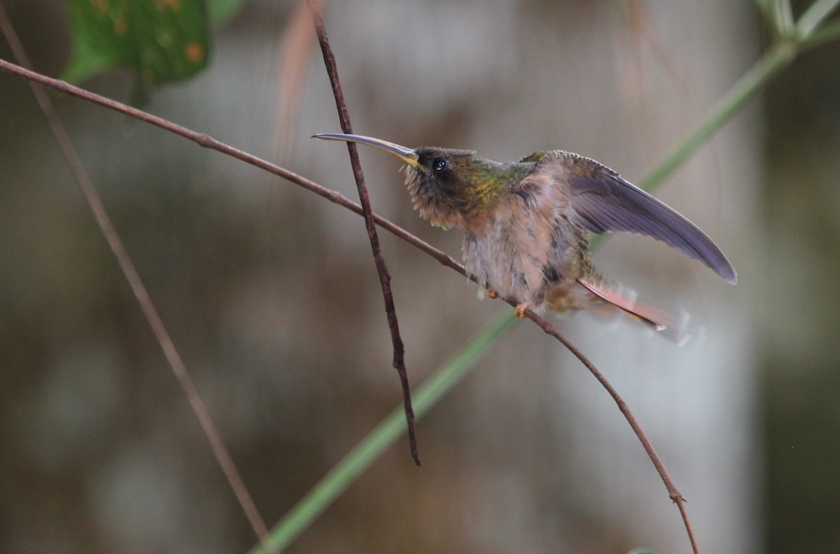 kolibřík ryšavoocasý - ML284379661