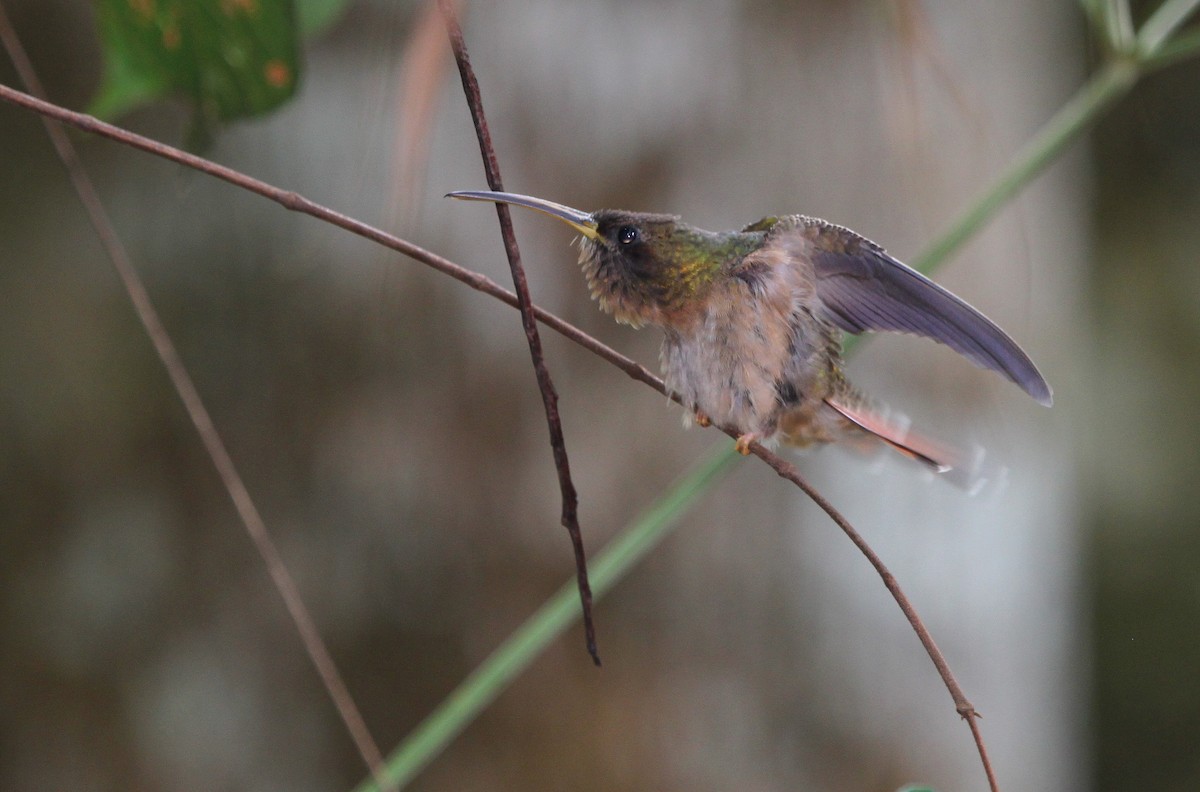 Rufous-breasted Hermit - Alexander Lees