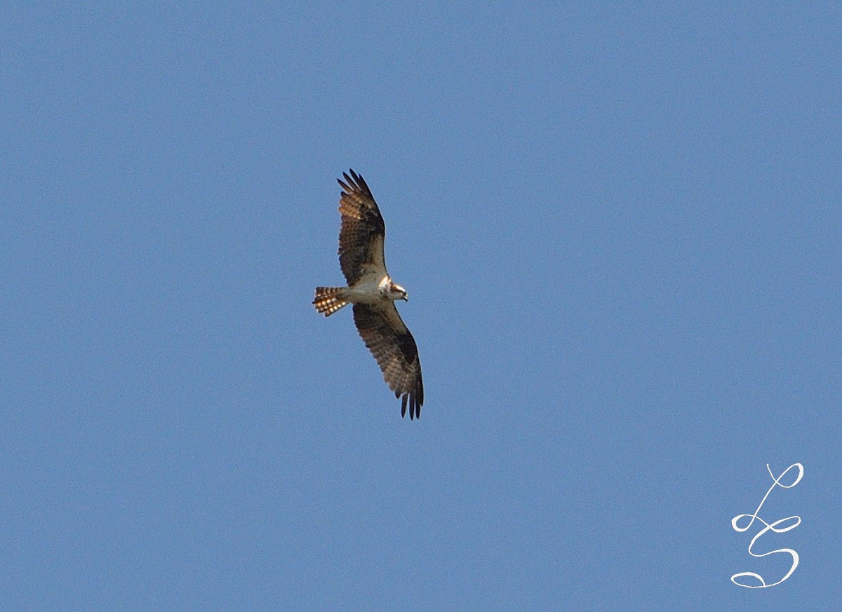 Águila Pescadora - ML284379951