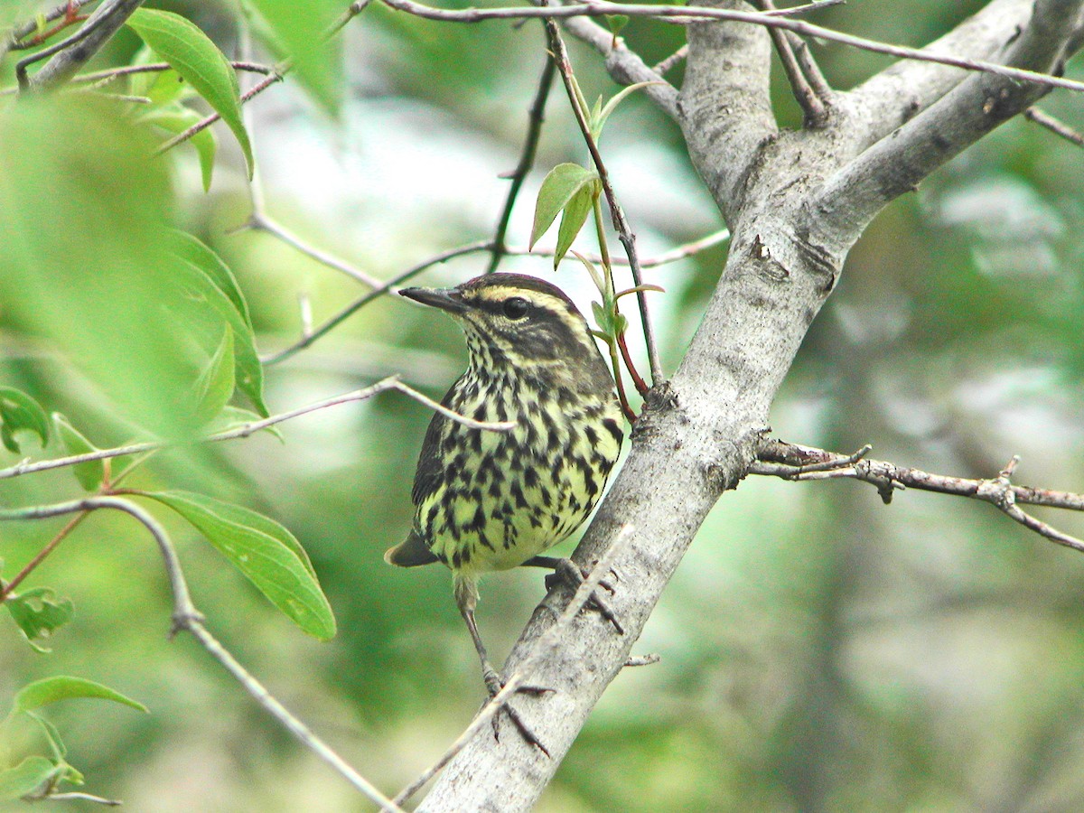 Northern Waterthrush - ML284380321