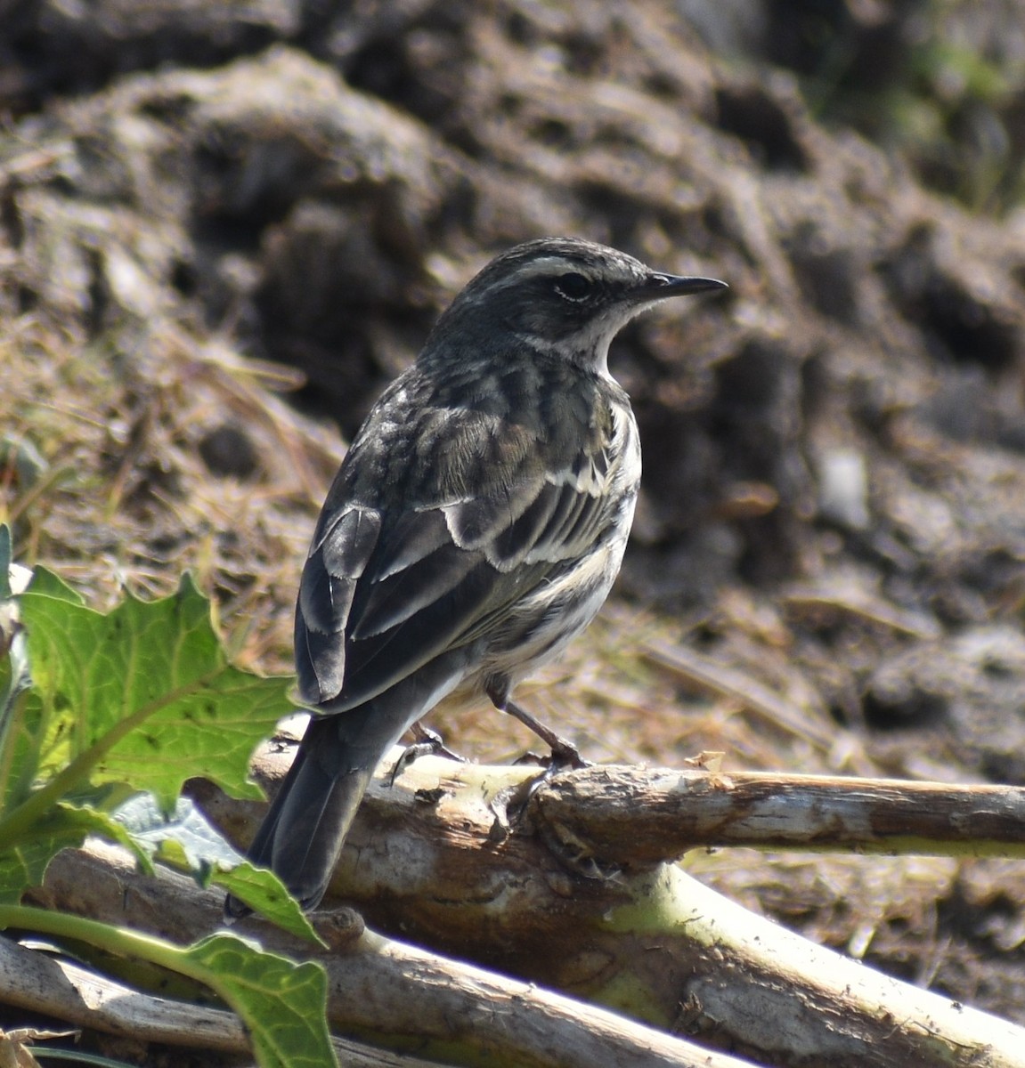 Rosy Pipit - ML284381671