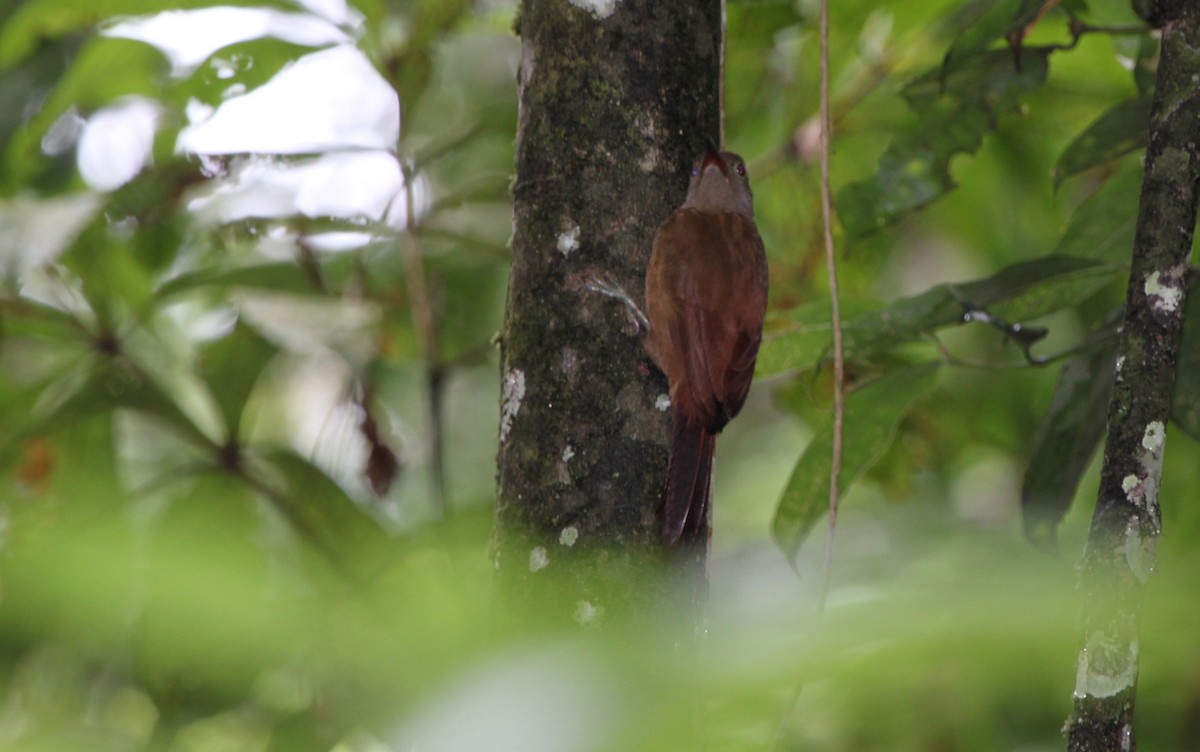 Uniform Woodcreeper (Uniform) - ML284381831