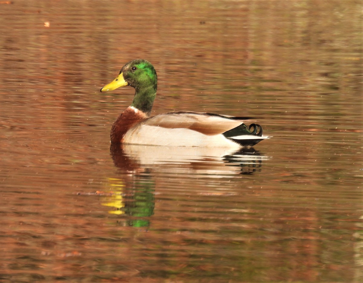 Mallard - ML284382141