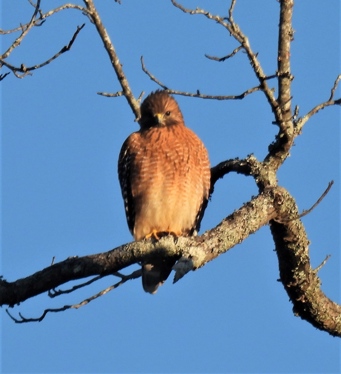 Red-shouldered Hawk - ML284382341