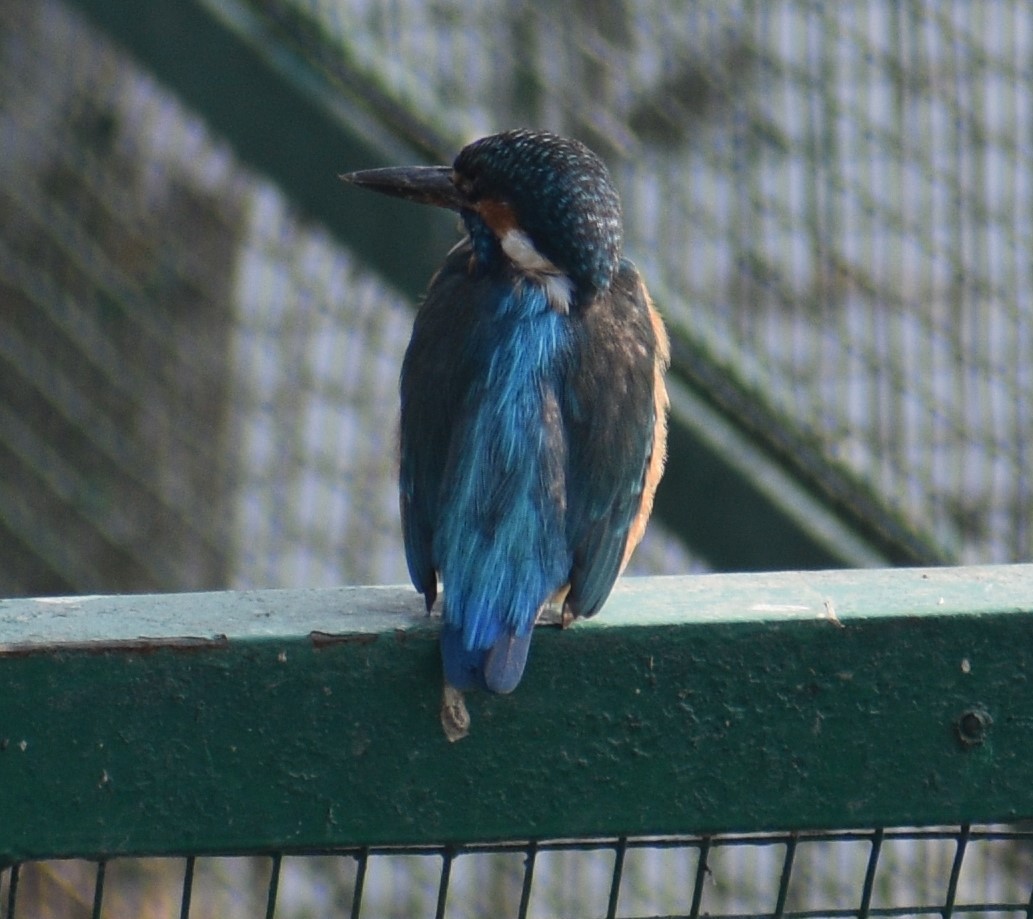 Common Kingfisher - ML284382651