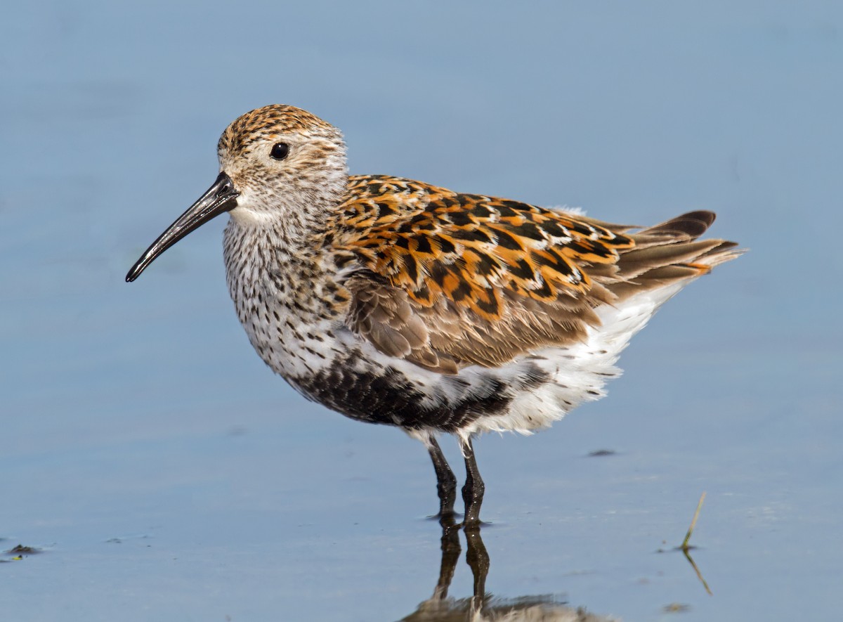 Dunlin - ML284384091