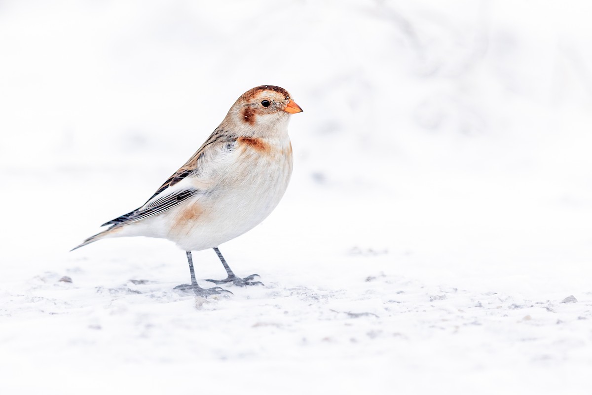 Snow Bunting - Brad Imhoff