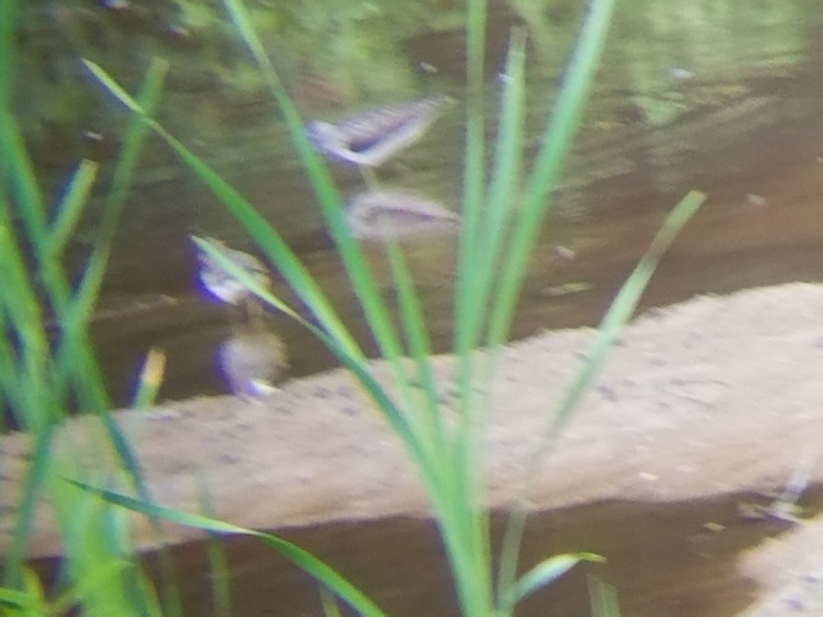 Spotted Sandpiper - ML28438571