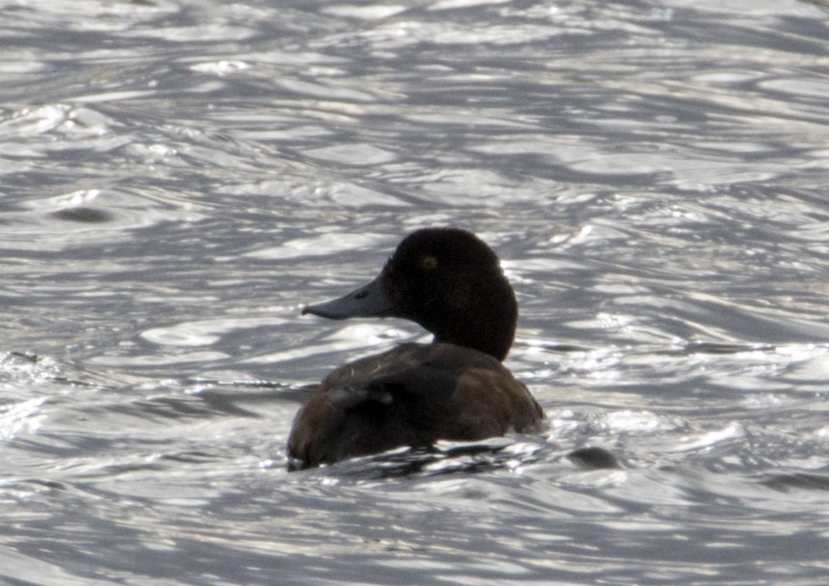 Greater Scaup - ML284386171
