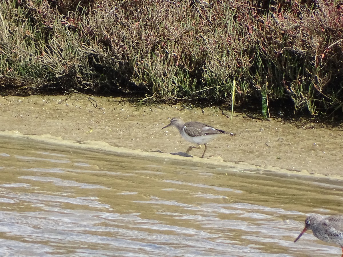 Spotted Sandpiper - ML284386311
