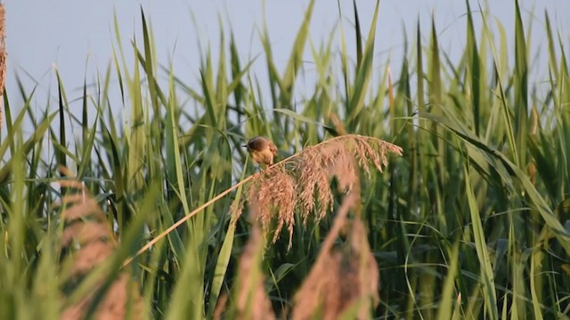 Great Reed Warbler - ML284386681