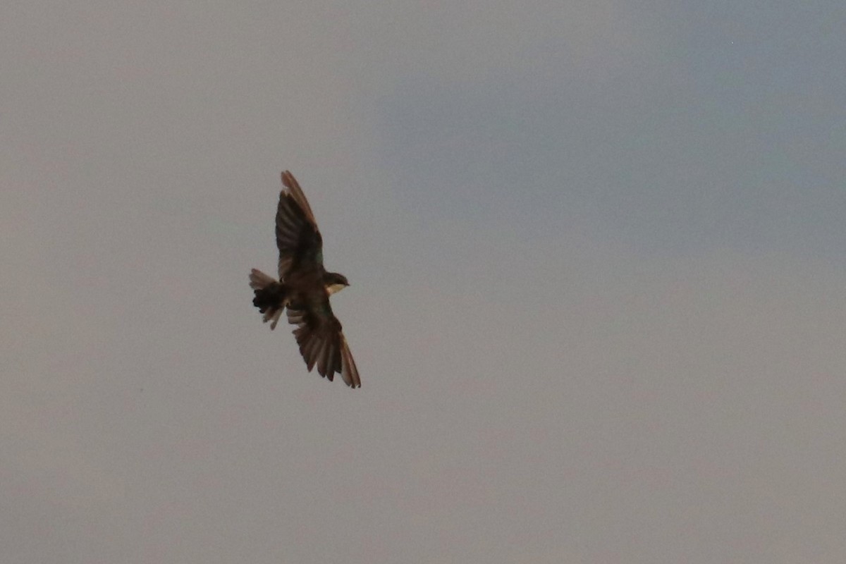 Golondrina Bicolor - ML284386961