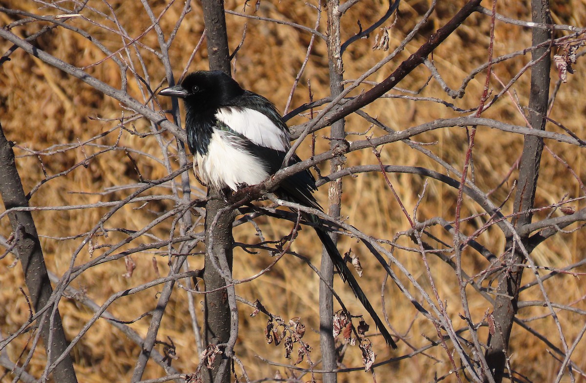 Black-billed Magpie - Ted Floyd