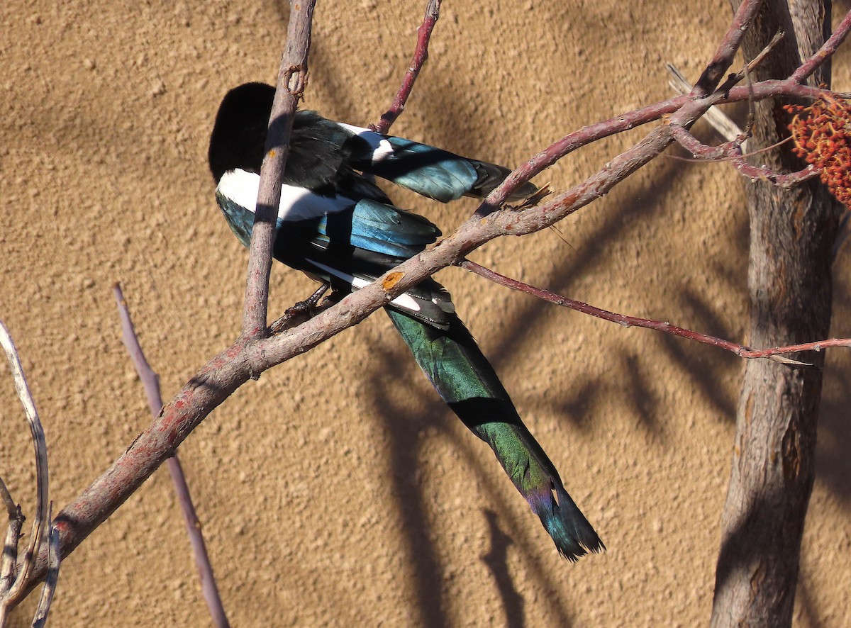 Black-billed Magpie - ML284387711