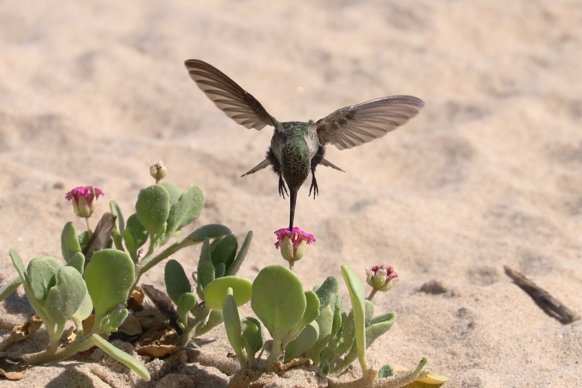 Anna's Hummingbird - ML284388021