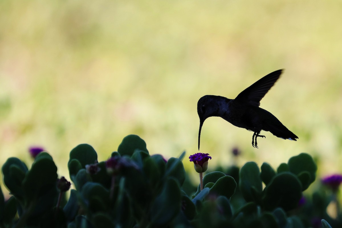 Anna's Hummingbird - ML284388031