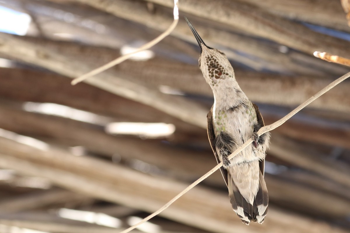 Anna's Hummingbird - ML284388041