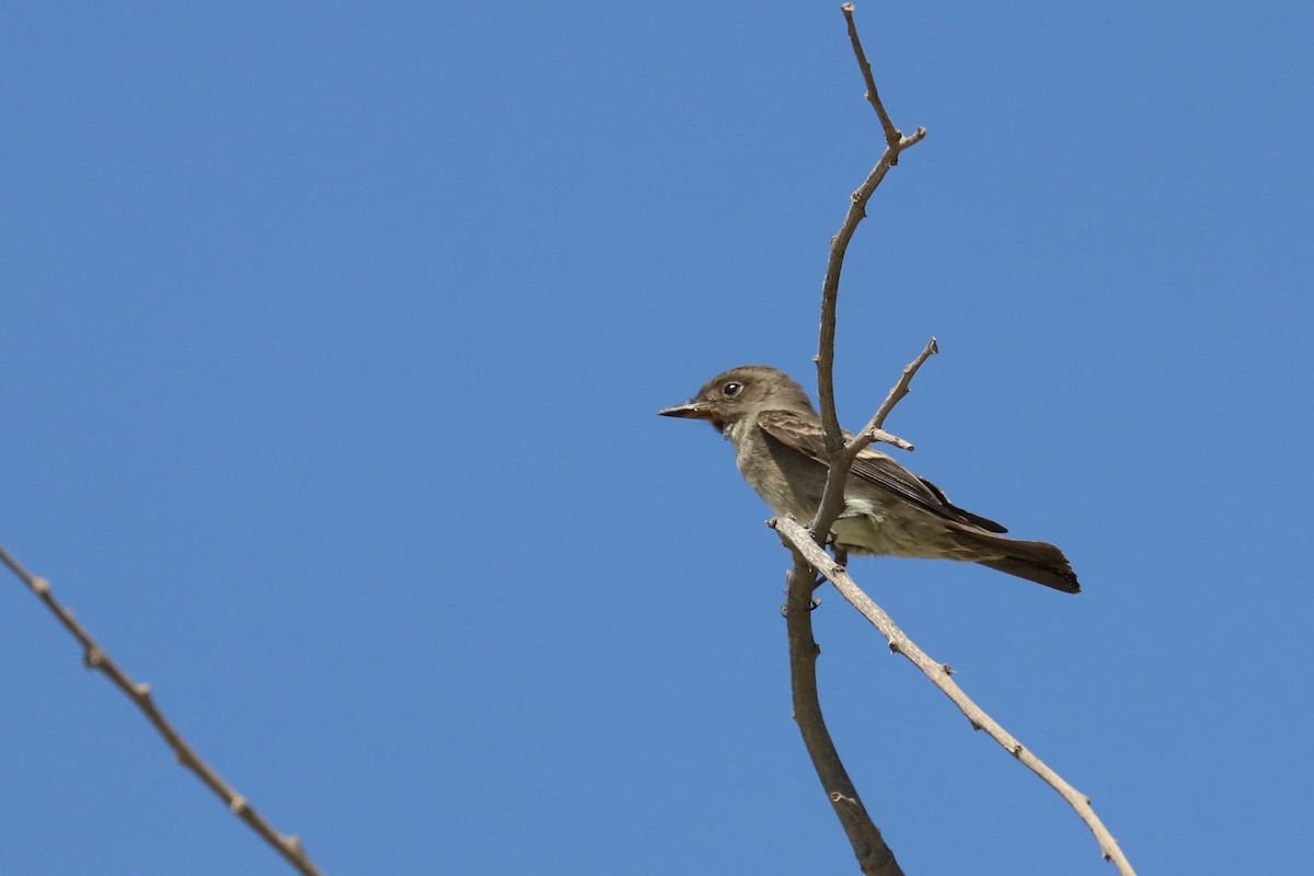 Western Wood-Pewee - ML284388071