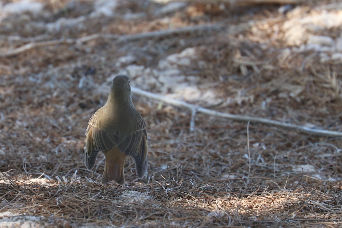 Hermit Thrush - Adriana Hernández Alvarez