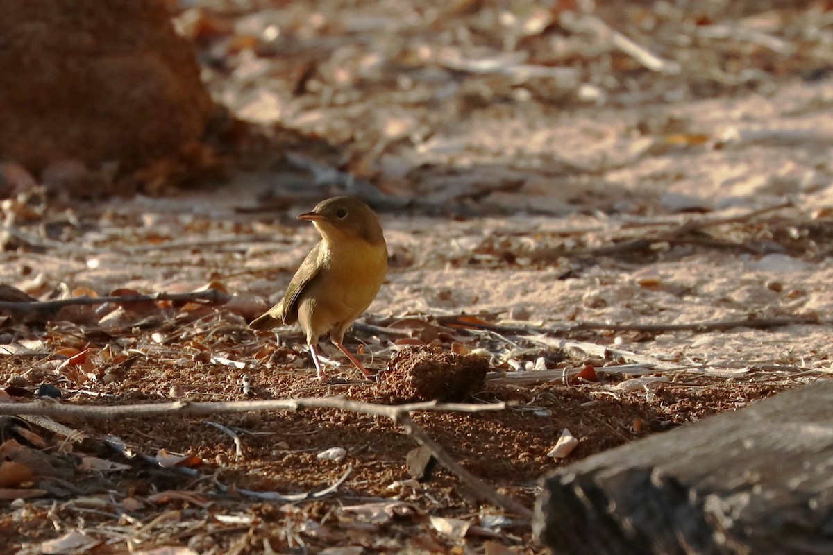 Common Yellowthroat - ML284388371