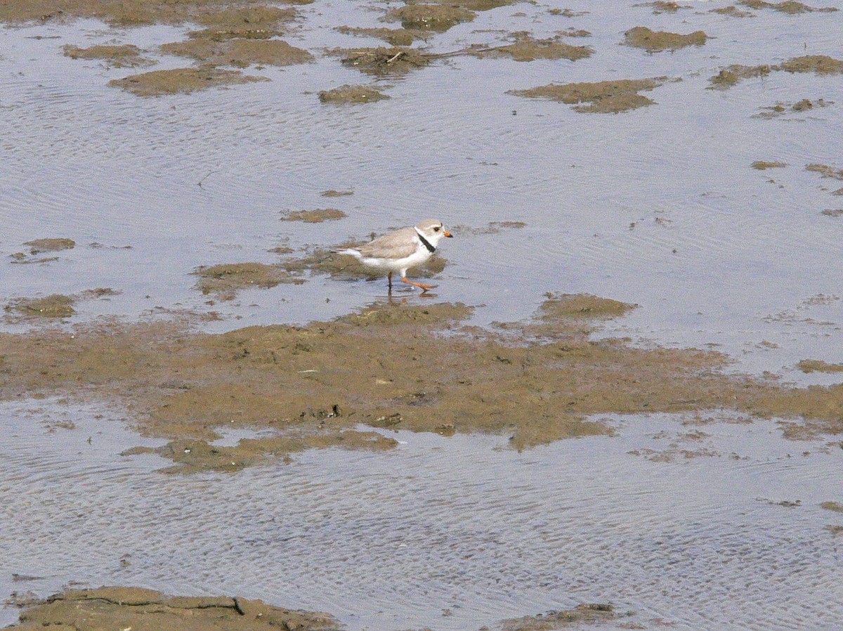 Piping Plover - ML284389271