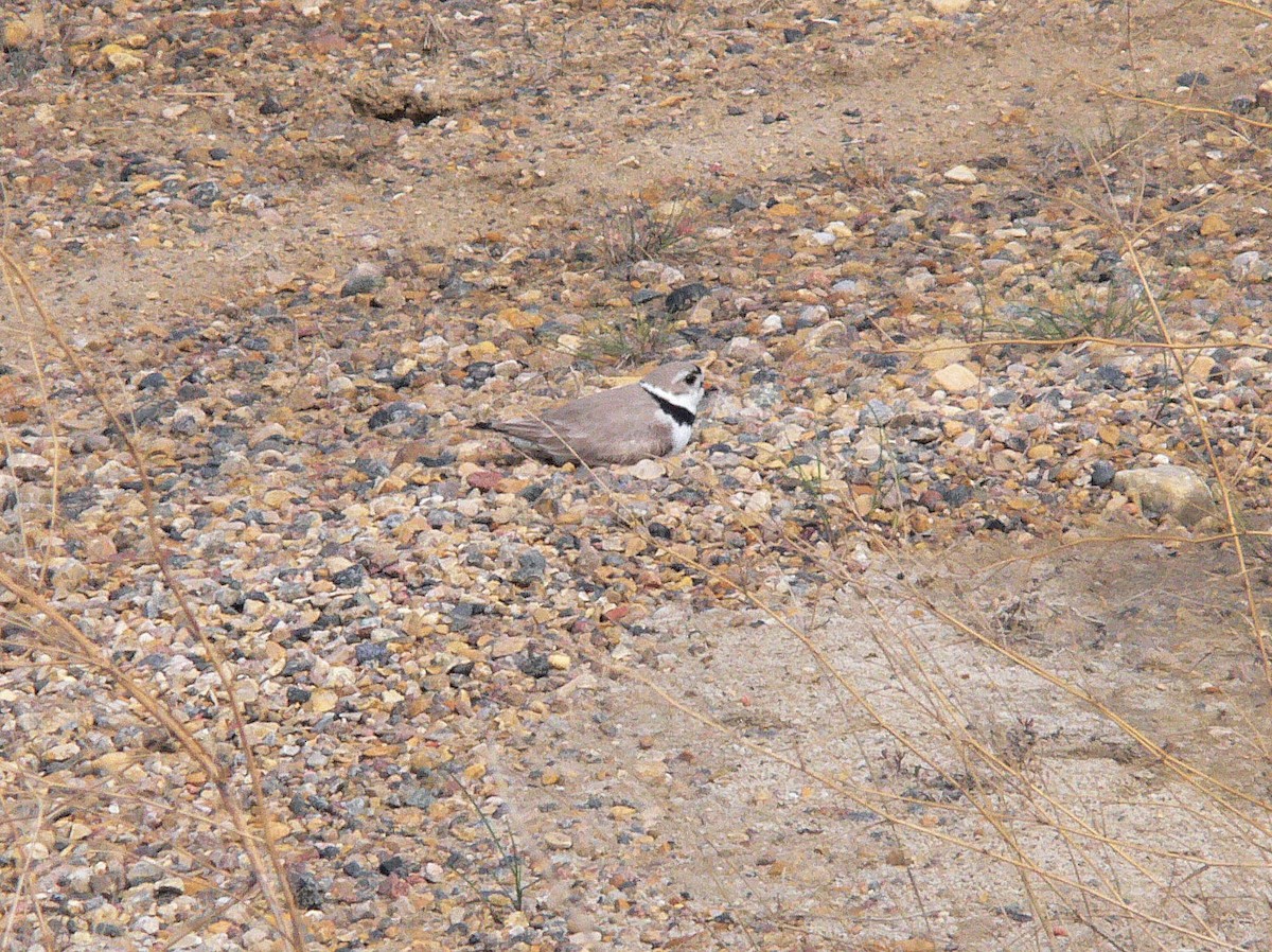 Piping Plover - ML284389281