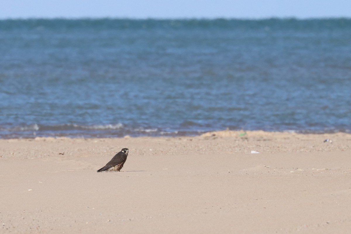 Halcón Peregrino - ML284389791