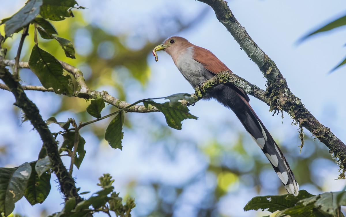 Squirrel Cuckoo - ML284391891