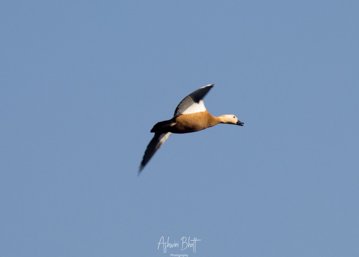 Ruddy Shelduck - Ashwini Bhatt