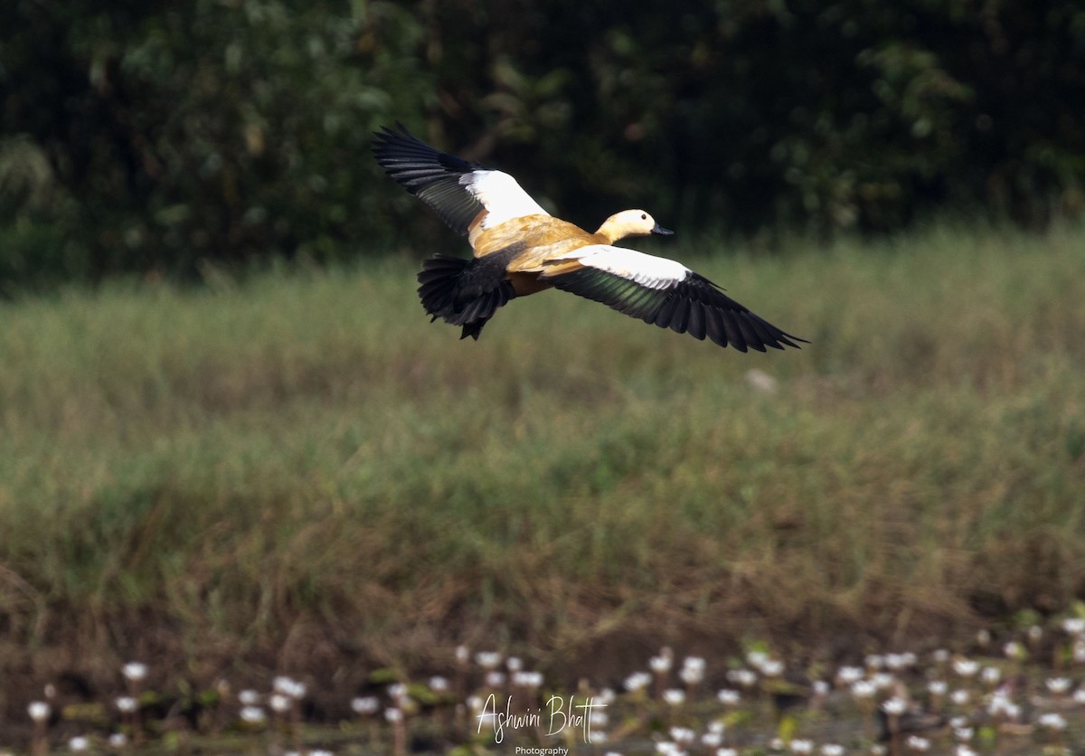 Ruddy Shelduck - Ashwini Bhatt