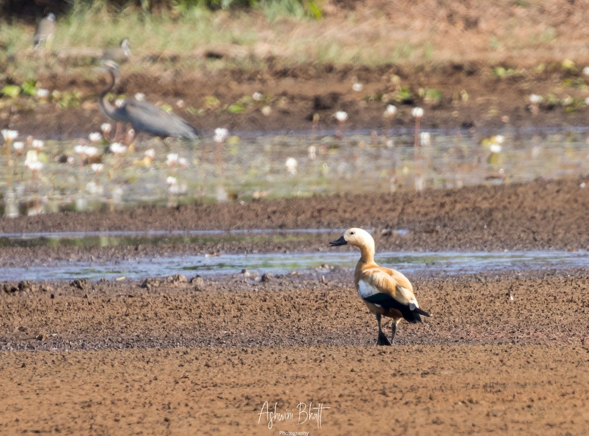 Ruddy Shelduck - Ashwini Bhatt