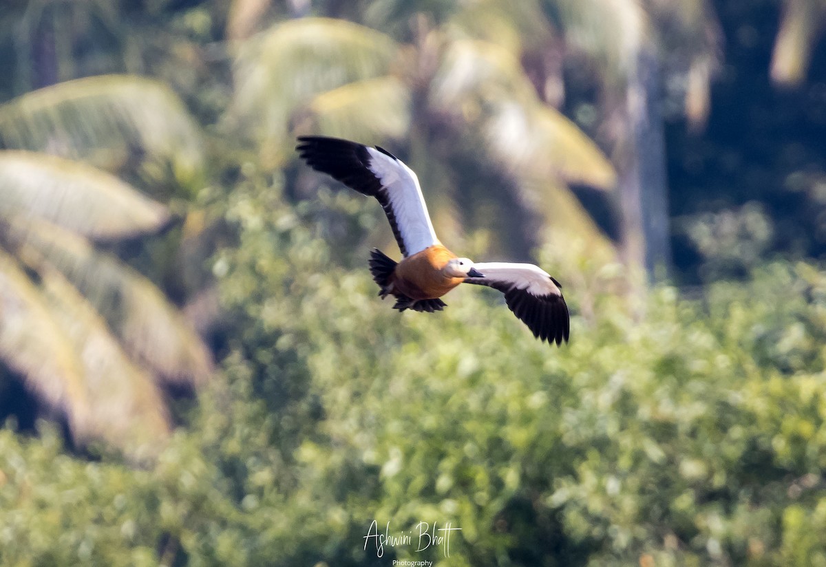 Ruddy Shelduck - Ashwini Bhatt