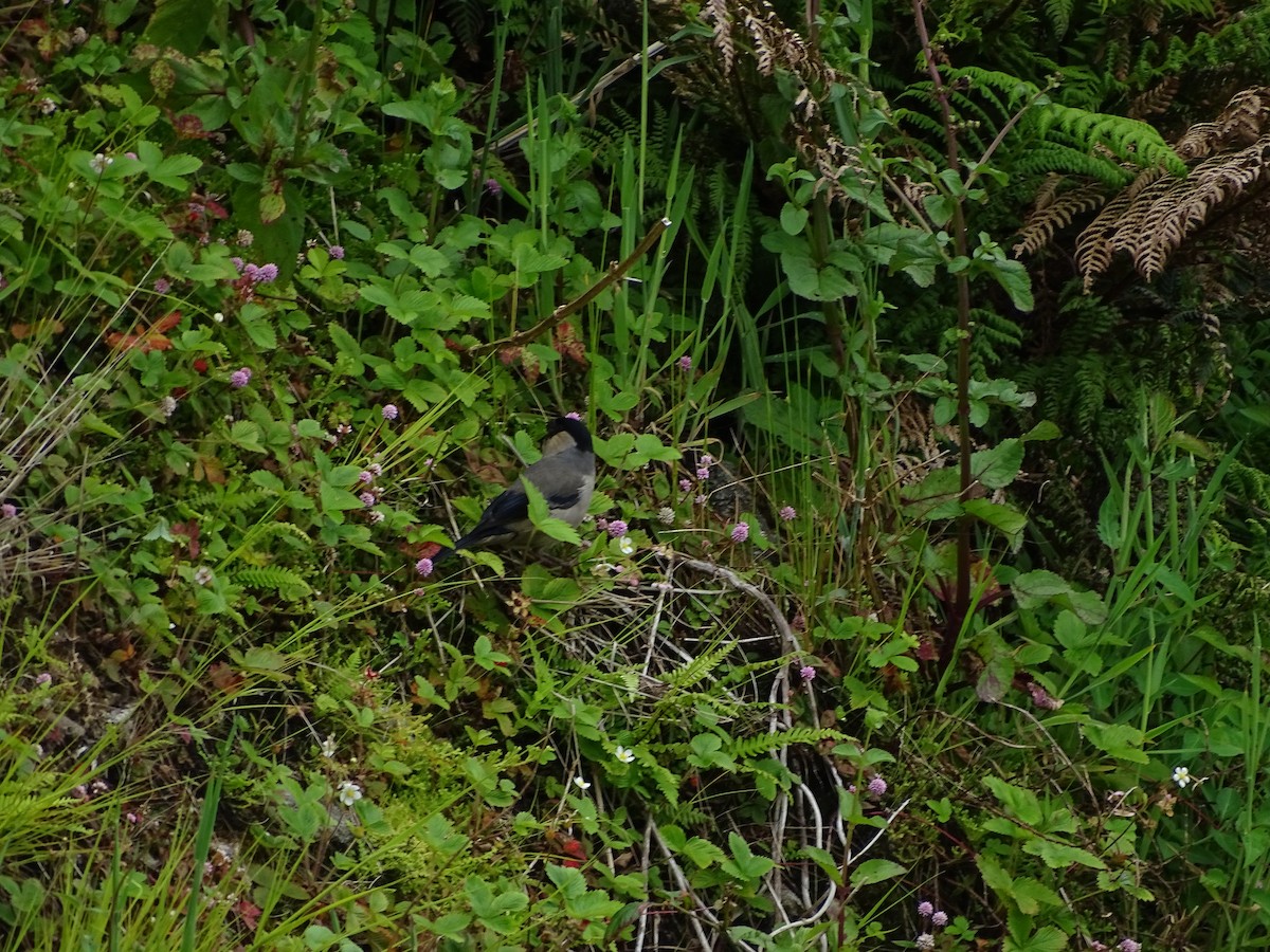 Azores Bullfinch - ML284394981