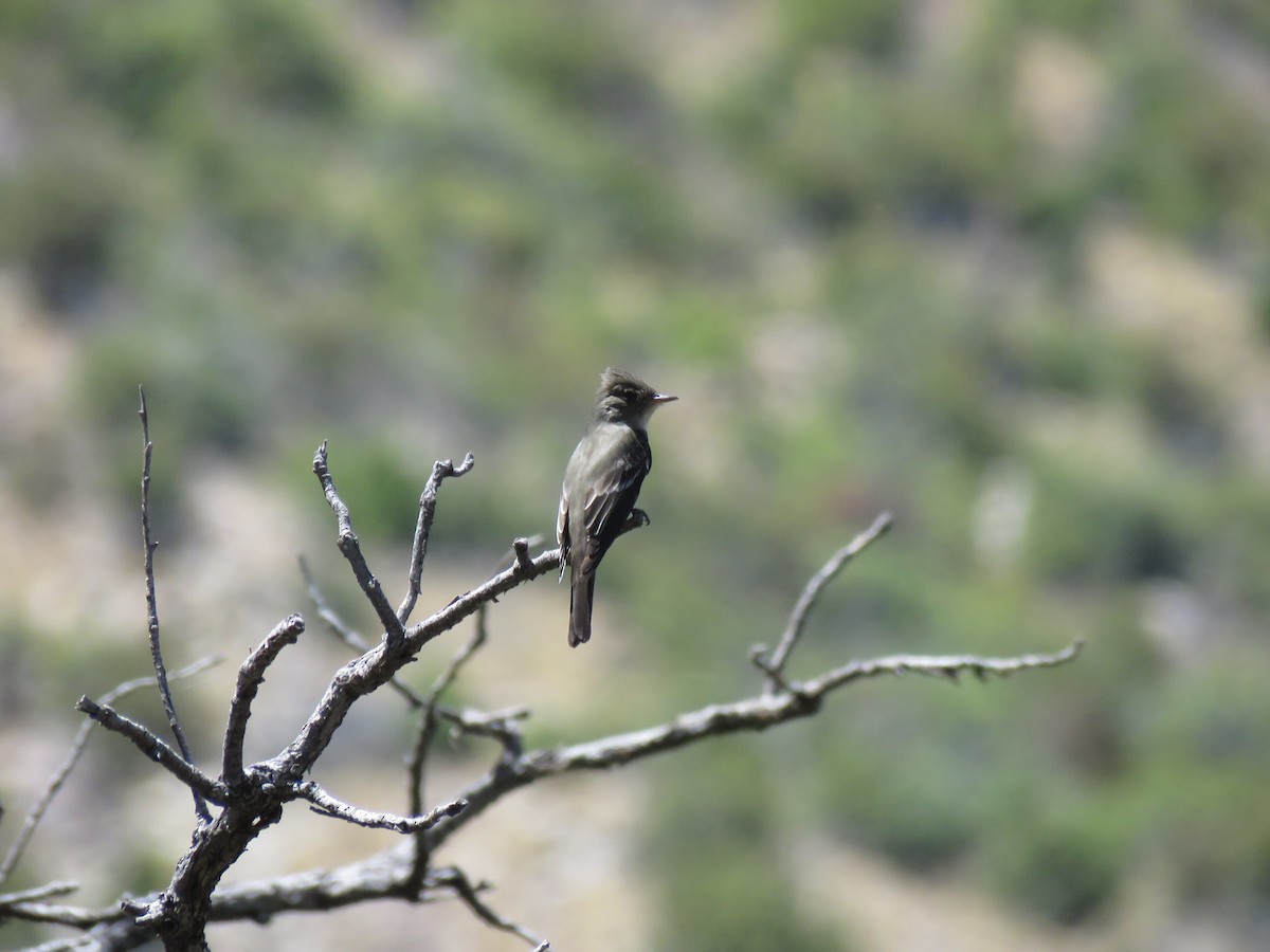 Greater Pewee - ML284395101