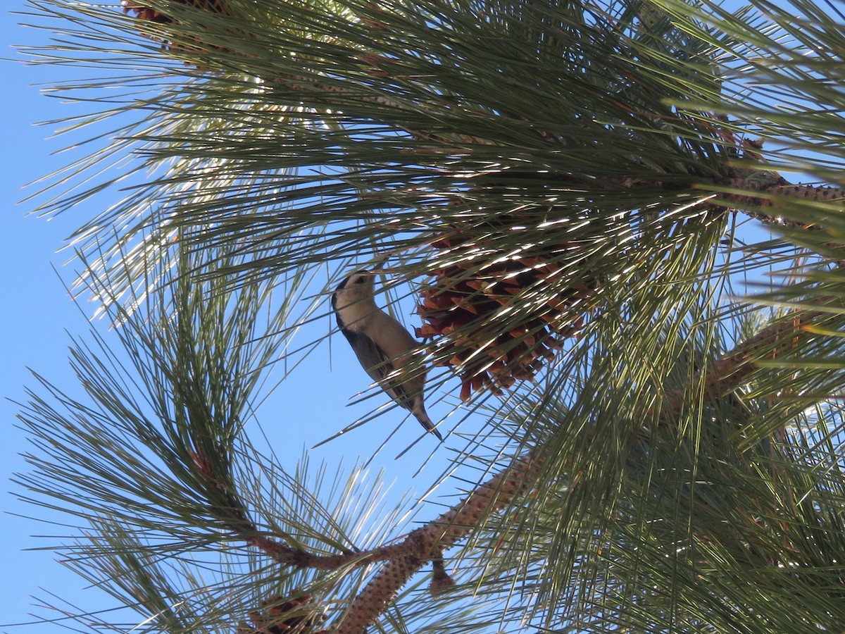 White-breasted Nuthatch - ML284395751