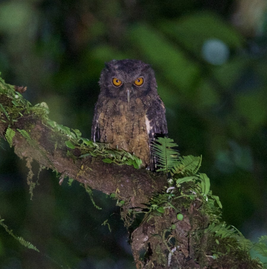 Tawny-bellied Screech-Owl - ML284396001