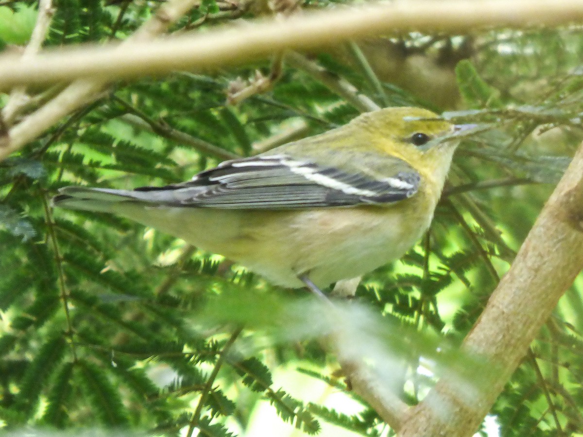 Bay-breasted Warbler - ML284396871