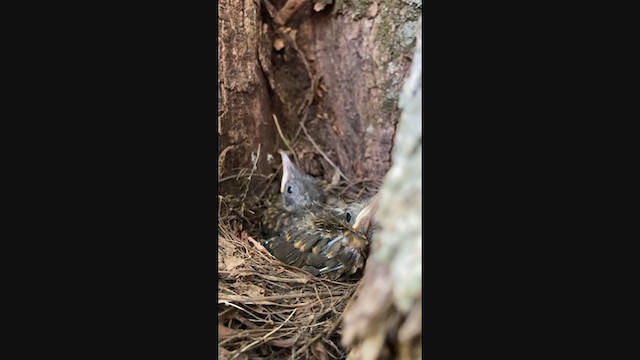 Pale-breasted Thrush - ML284398101