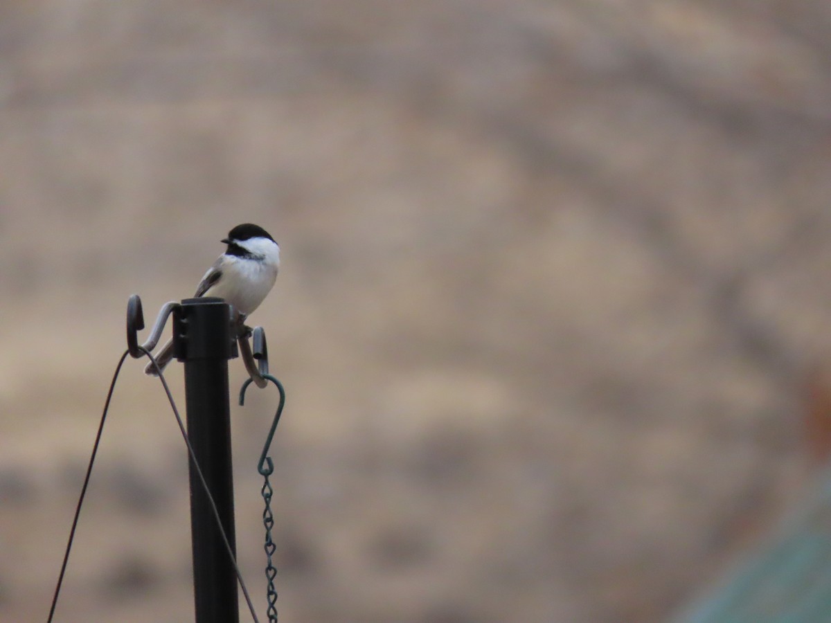 Black-capped Chickadee - ML284399461