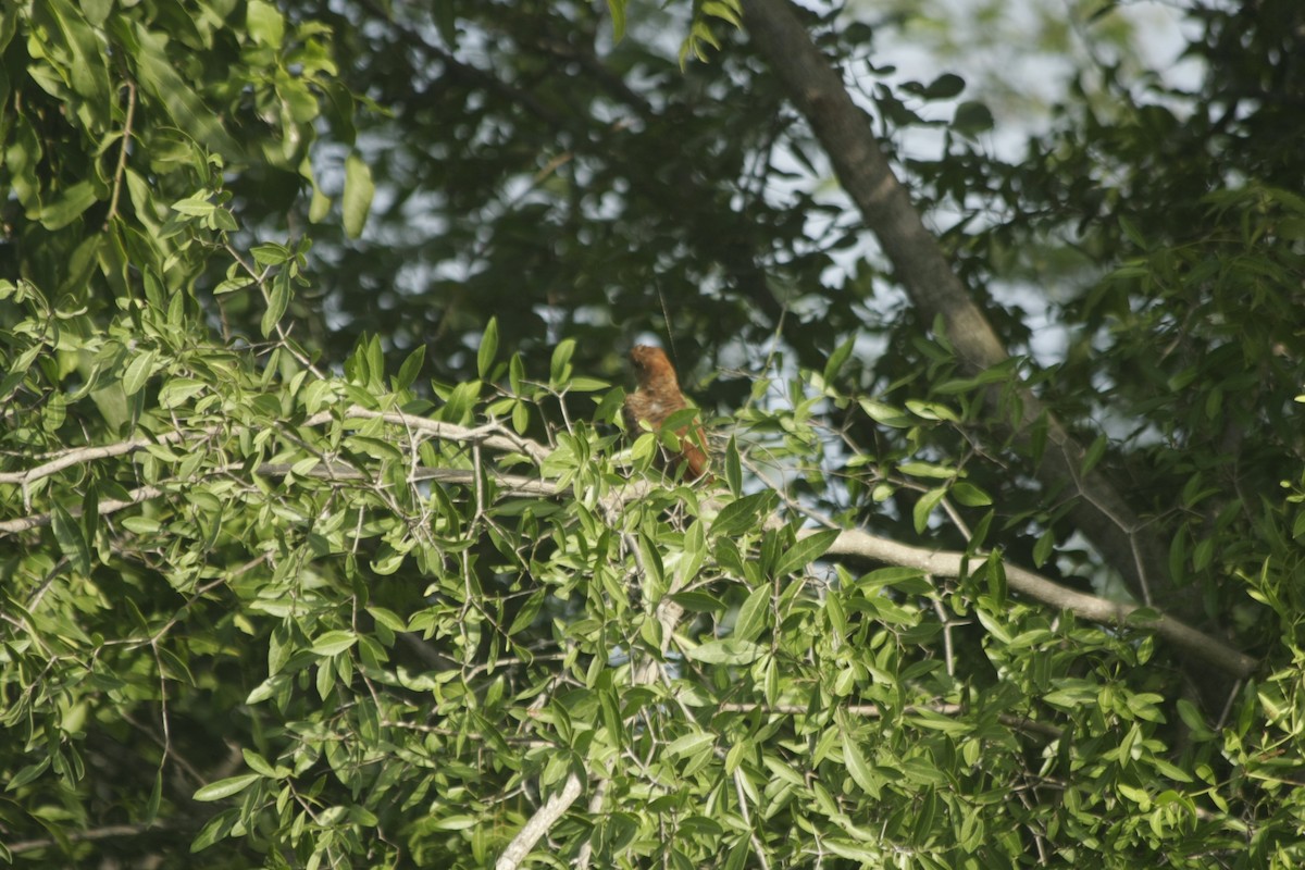 Gray-bellied Cuckoo - ML284400011