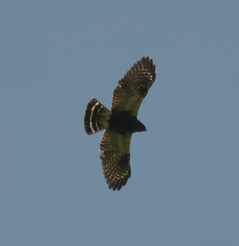 White-rumped Hawk - ML284403301