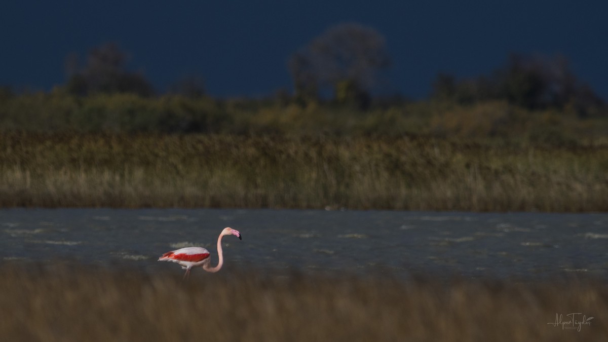 Flamant rose - ML284403651