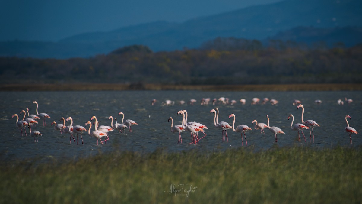Greater Flamingo - Alper Tüydeş