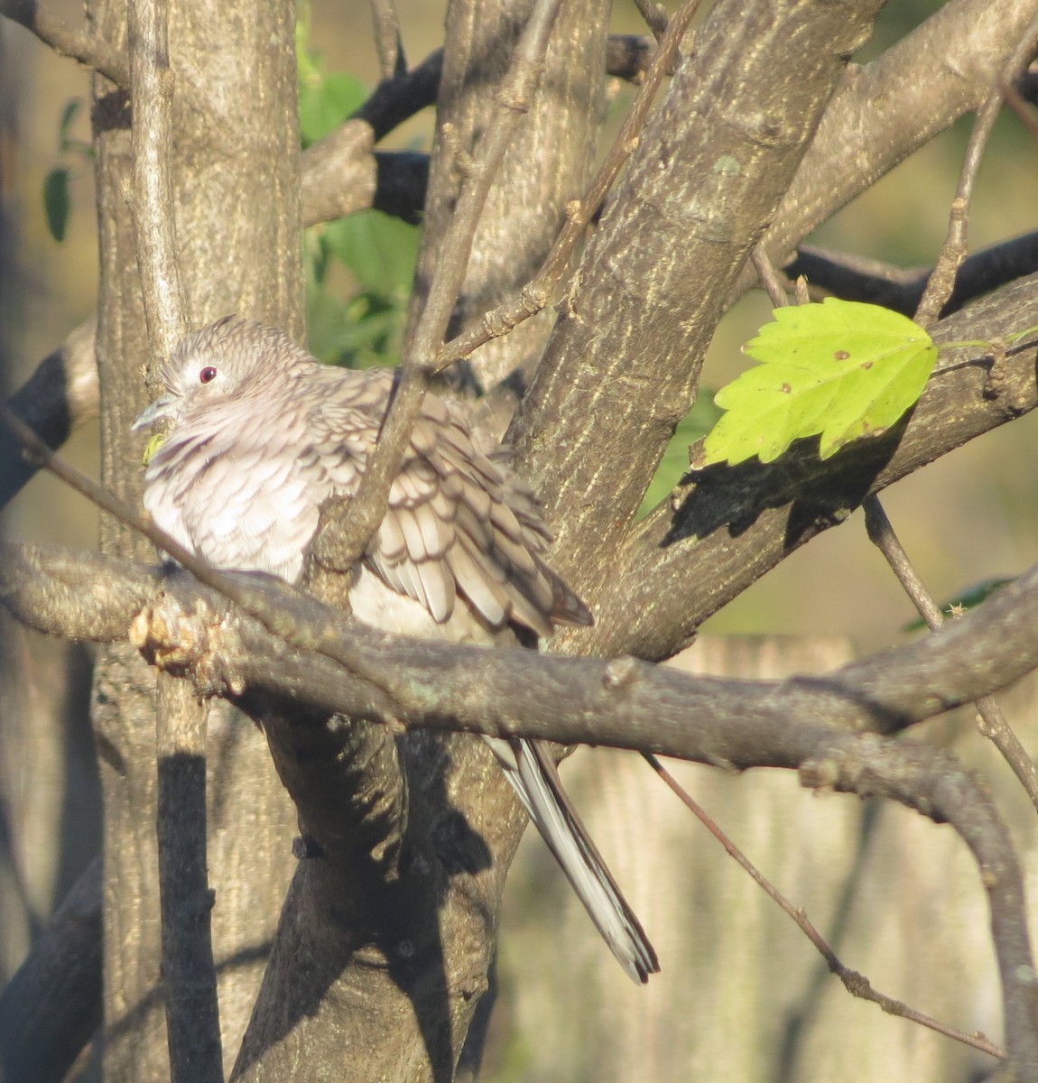 Inca Dove - ML284404121