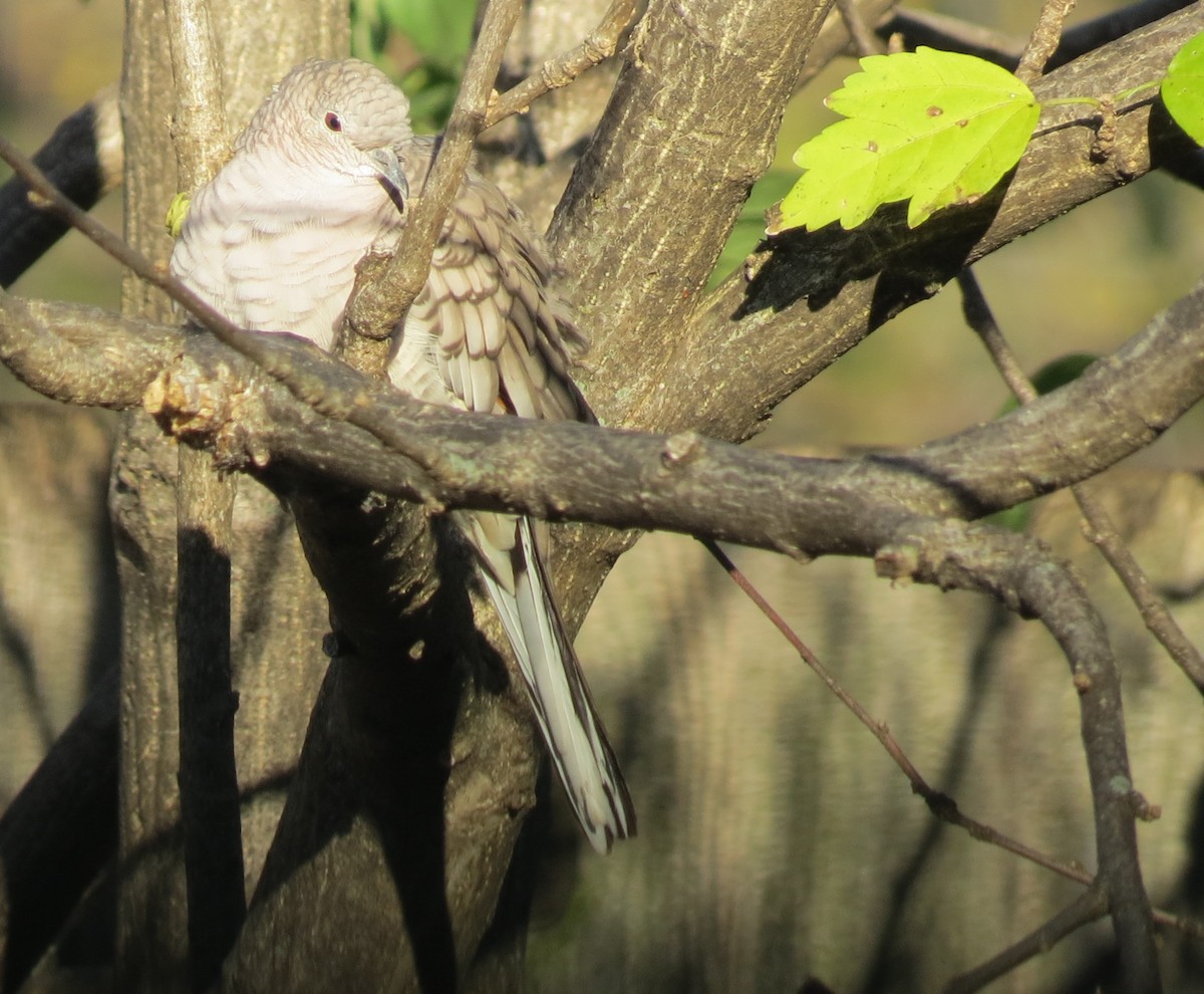 Inca Dove - ML284404131