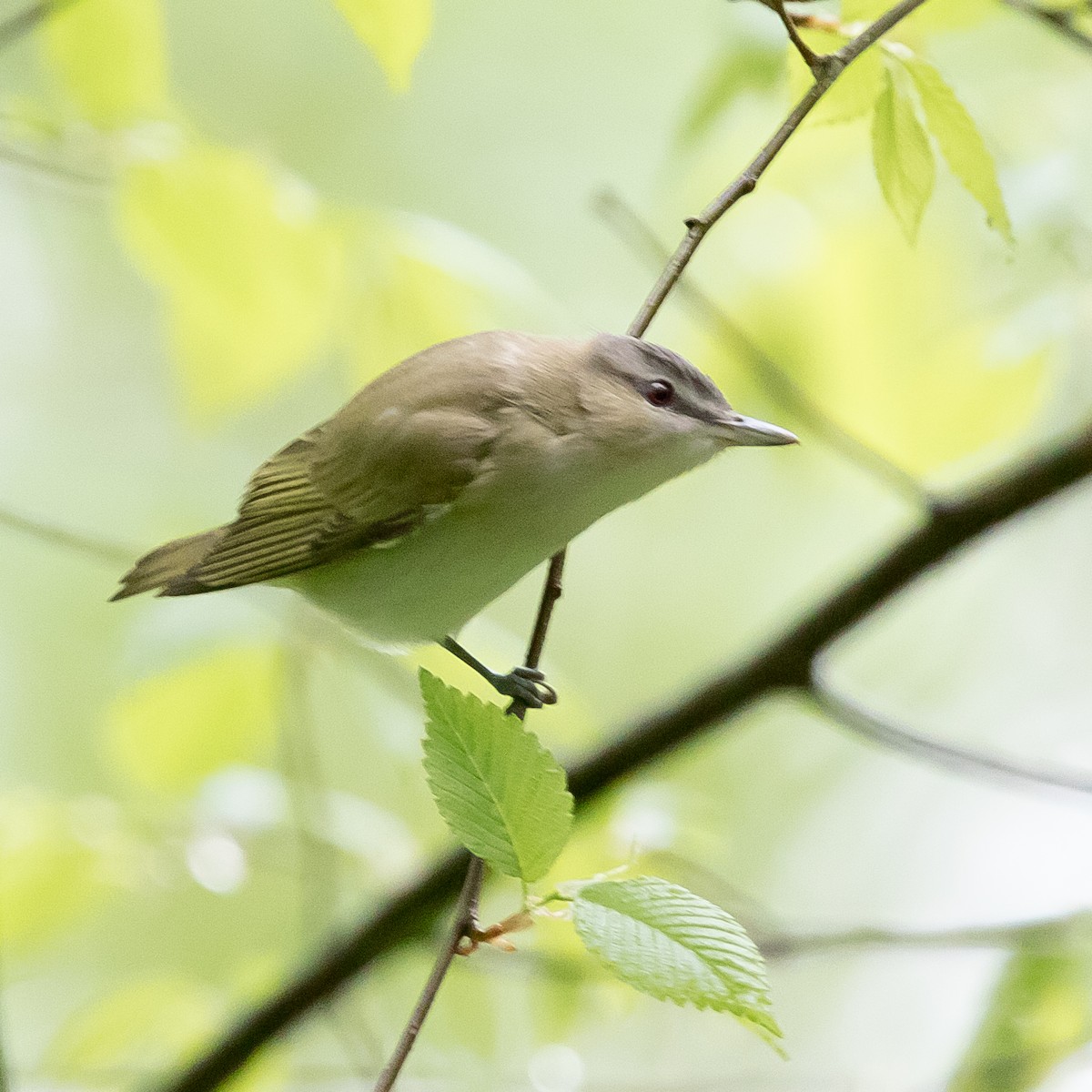 Red-eyed Vireo - Brad Imhoff
