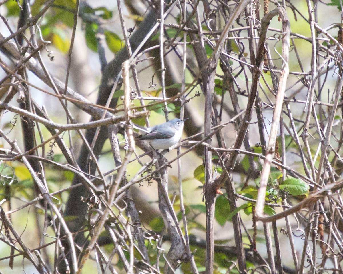 Blue-gray Gnatcatcher - ML28440491